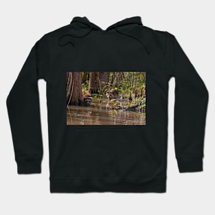 Raccoons on the Louisiana Bayou Hoodie